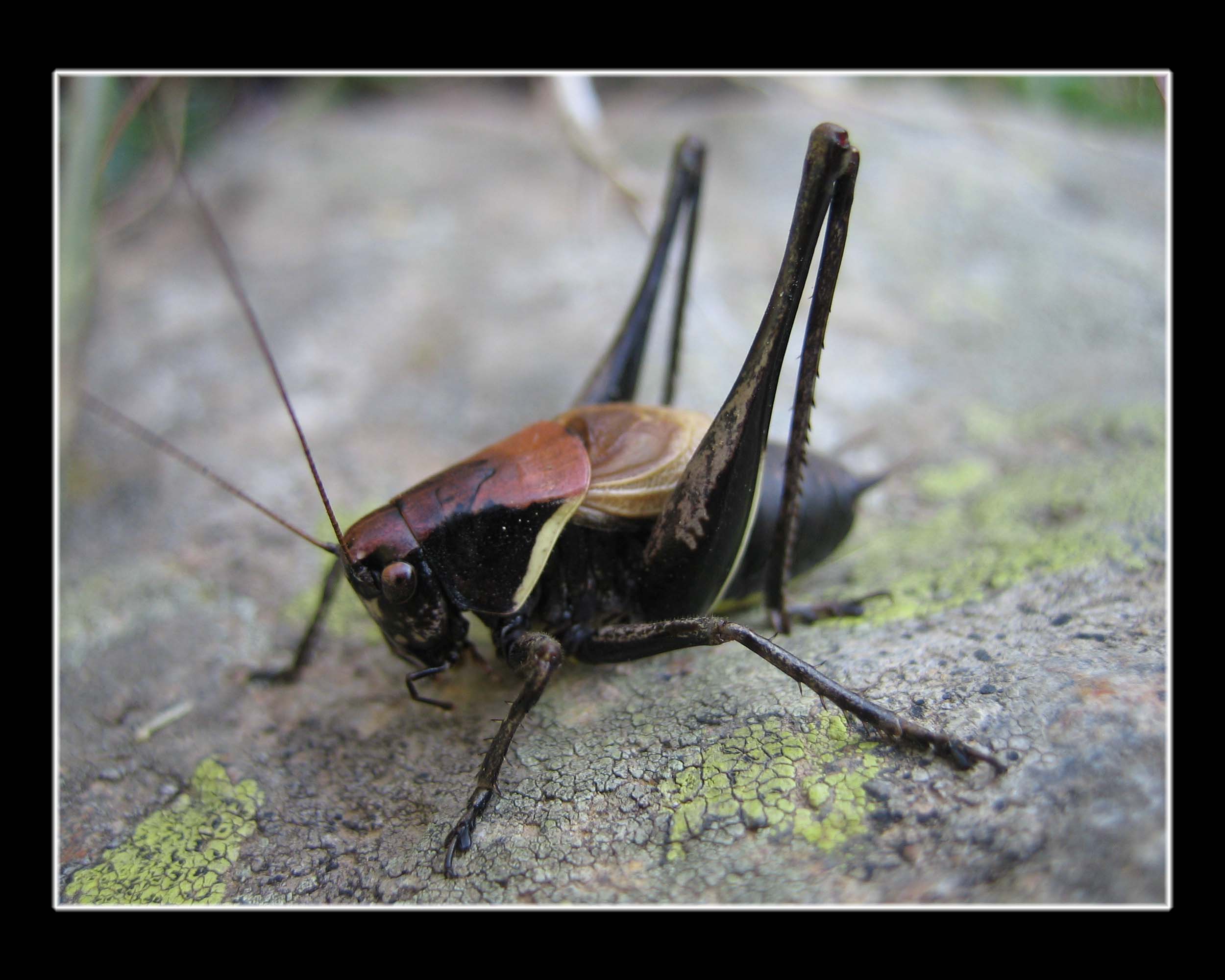 Pholidoptera aptera (Tettigoniidae)